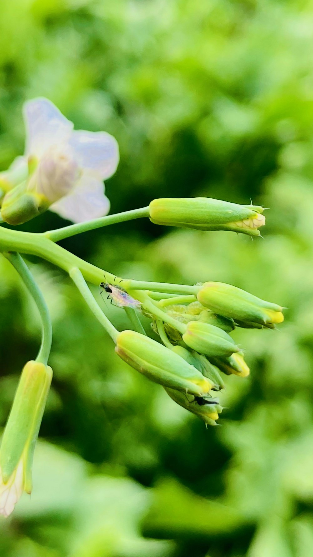 a close up of a flower with a blurry background