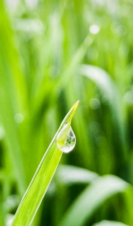 a drop of water sitting on top of a blade of grass