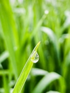 a drop of water sitting on top of a blade of grass