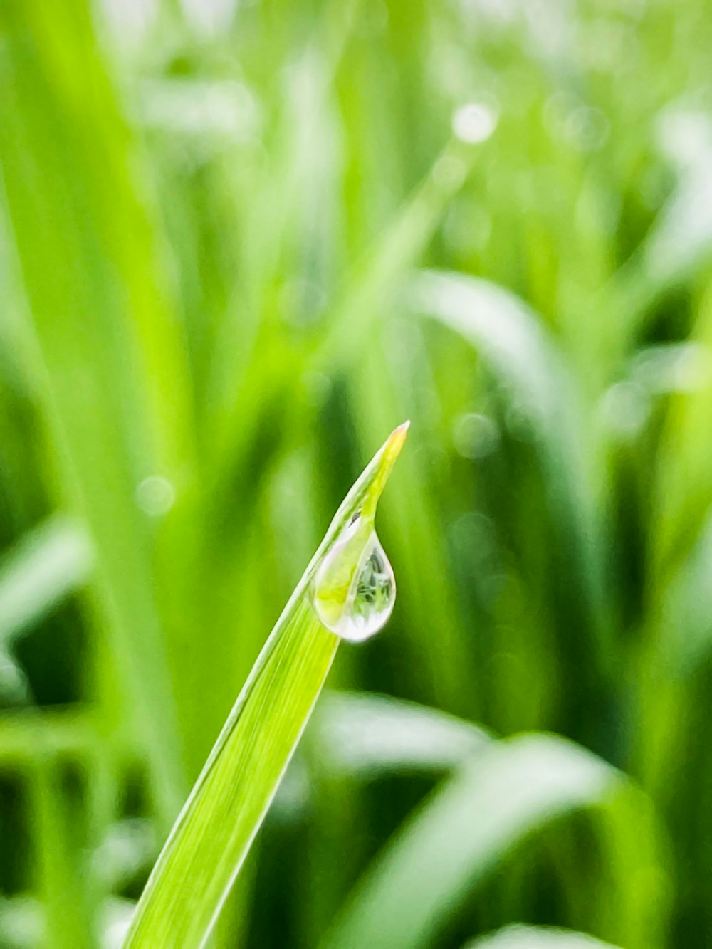 una goccia d'acqua appoggiata su un filo d'erba