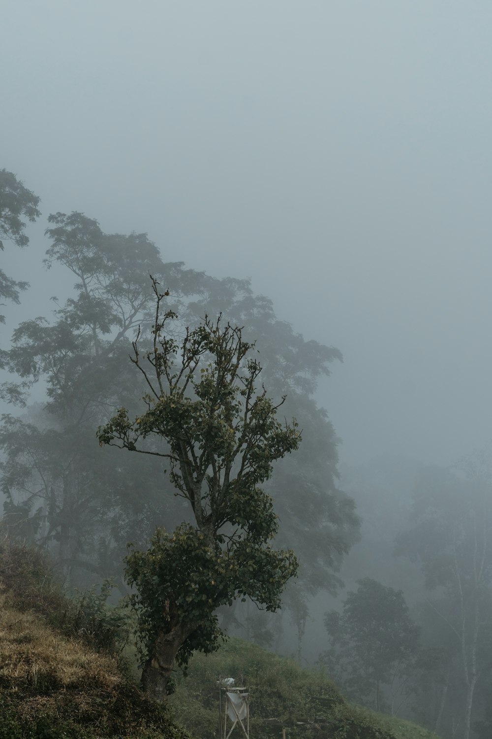 a foggy field with a bench and trees