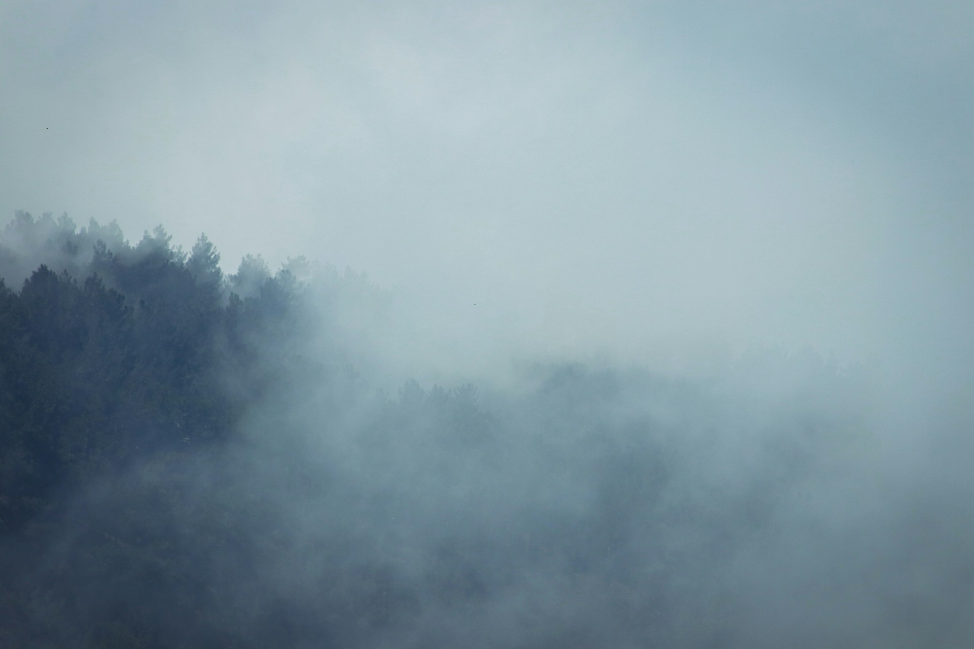 a plane flying over a forest on a foggy day