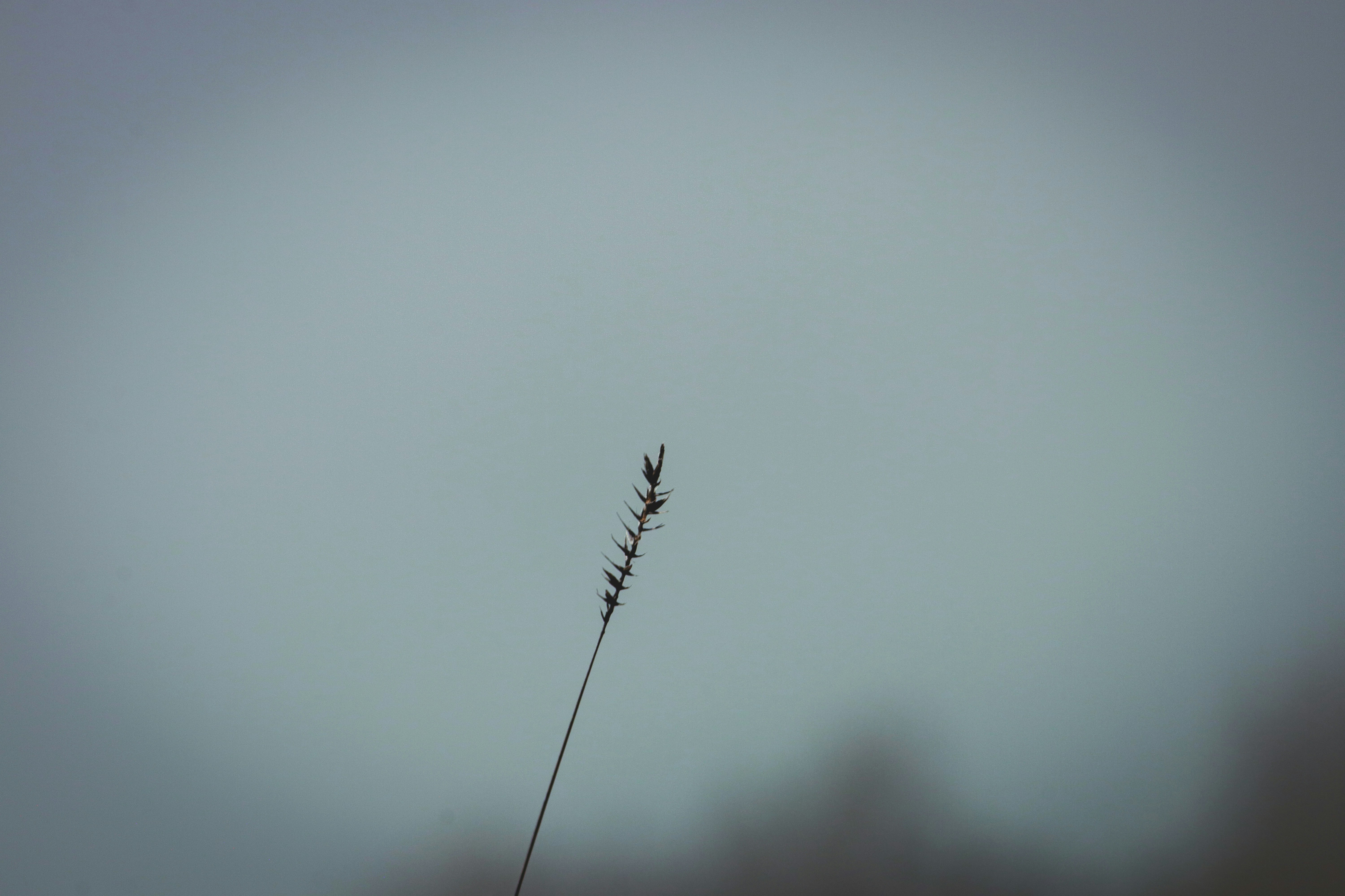 a single plant is standing in the fog
