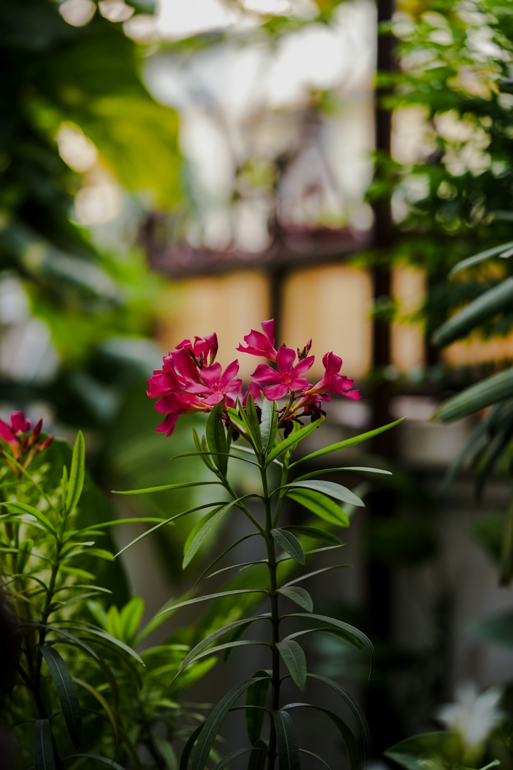 a pink flower is blooming in a green house