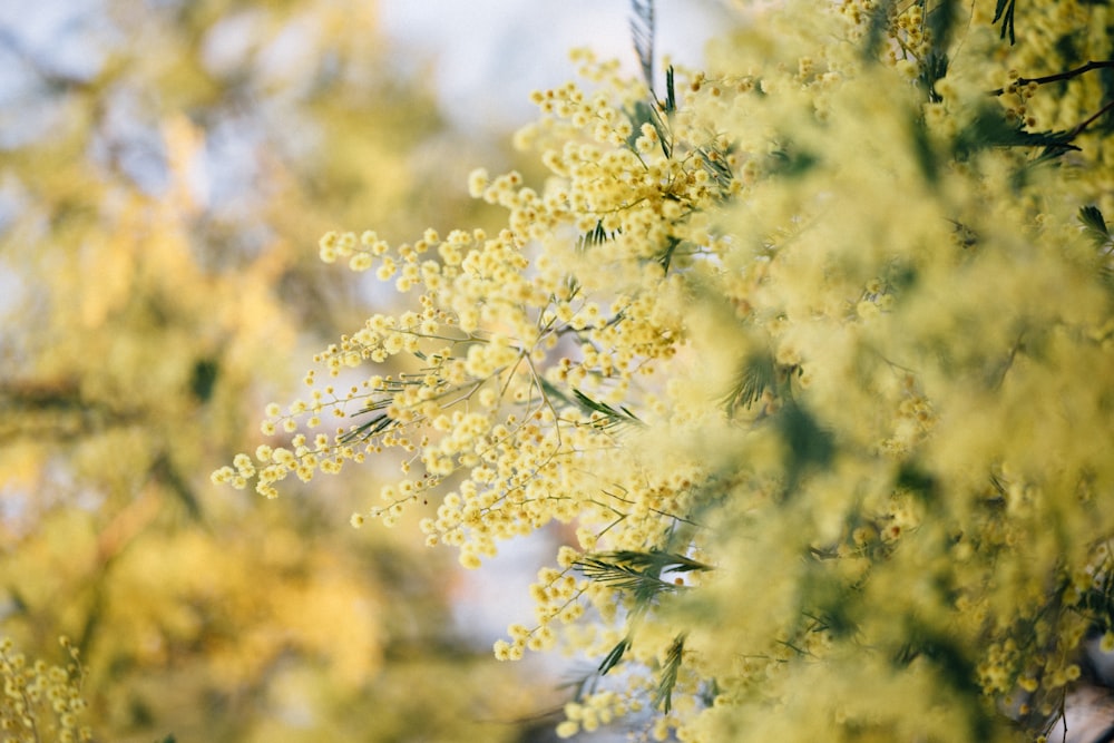 a close up of a tree with yellow flowers