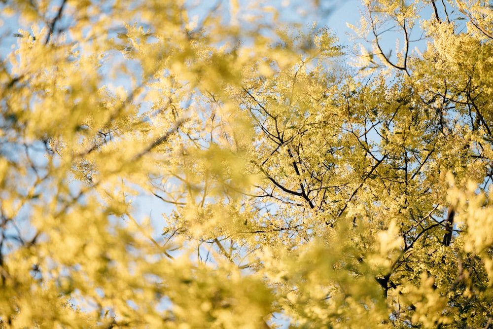 a bird is perched on a tree branch