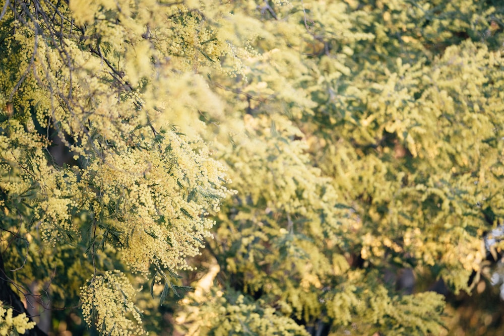 a bird is perched on a tree branch