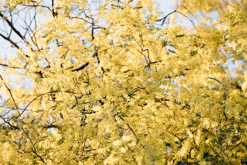 a tree with lots of yellow flowers in it