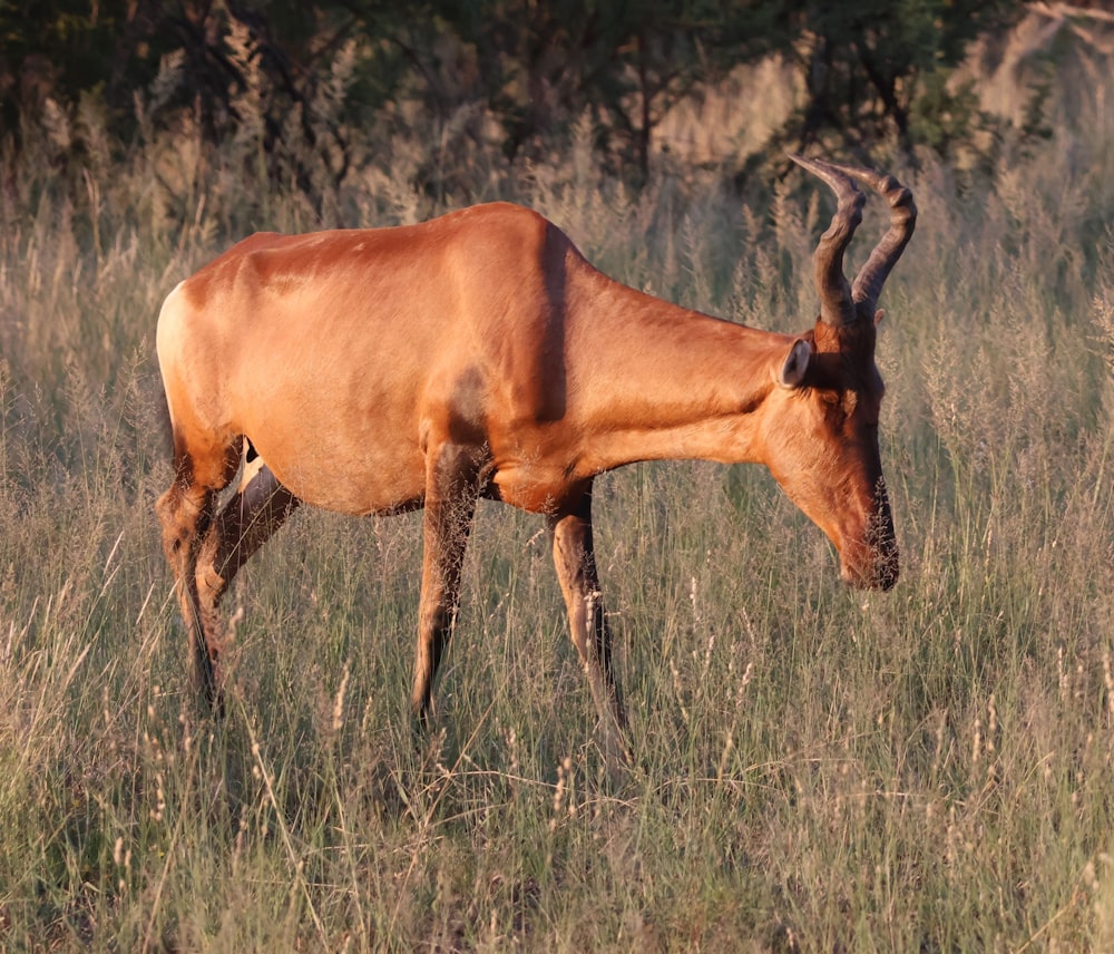 an animal with horns standing in a field