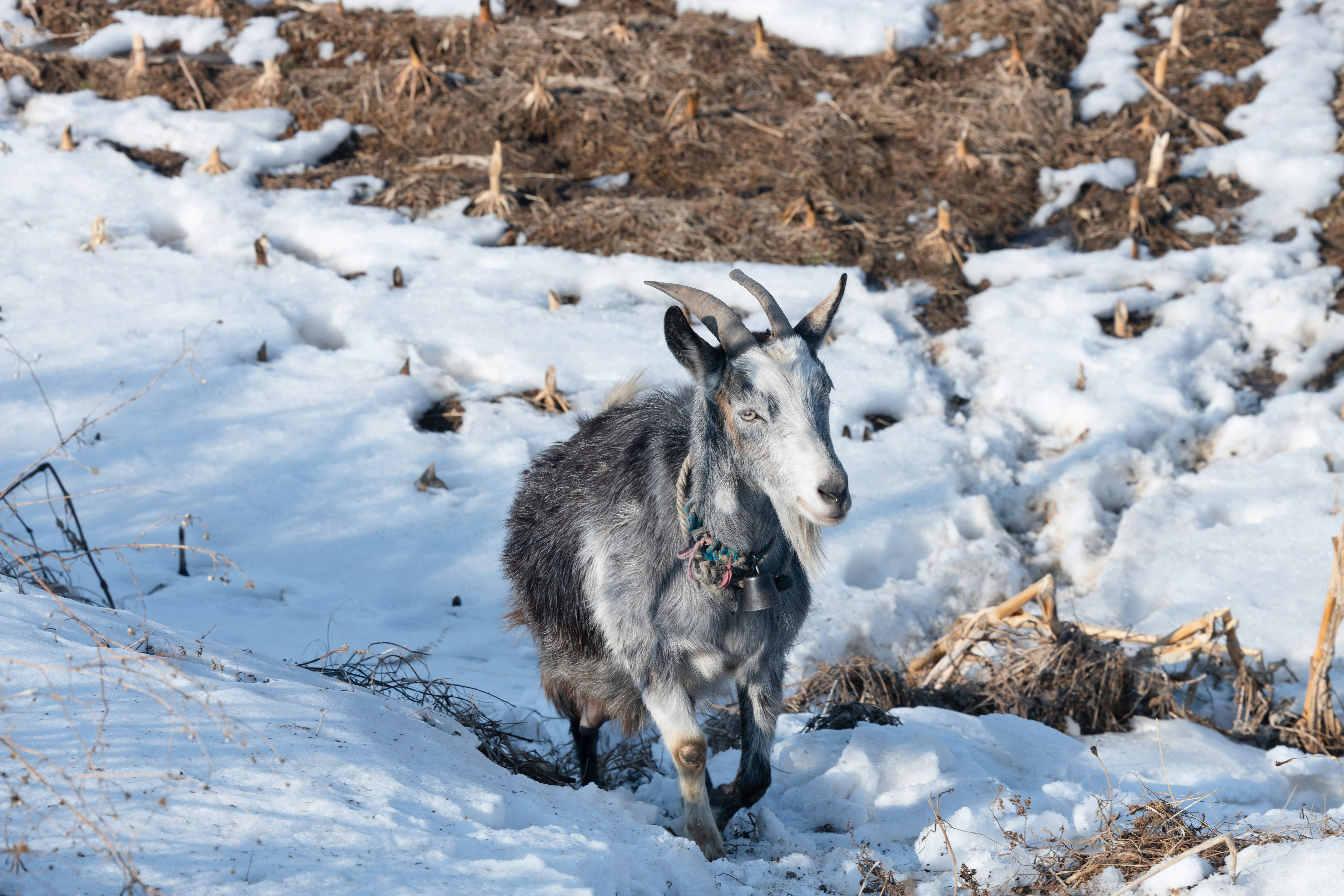 a goat walking through the snow in a field