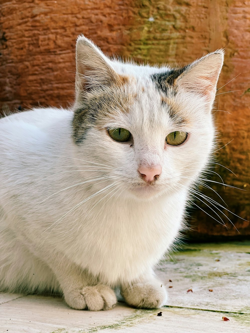a white cat with green eyes sitting on the ground