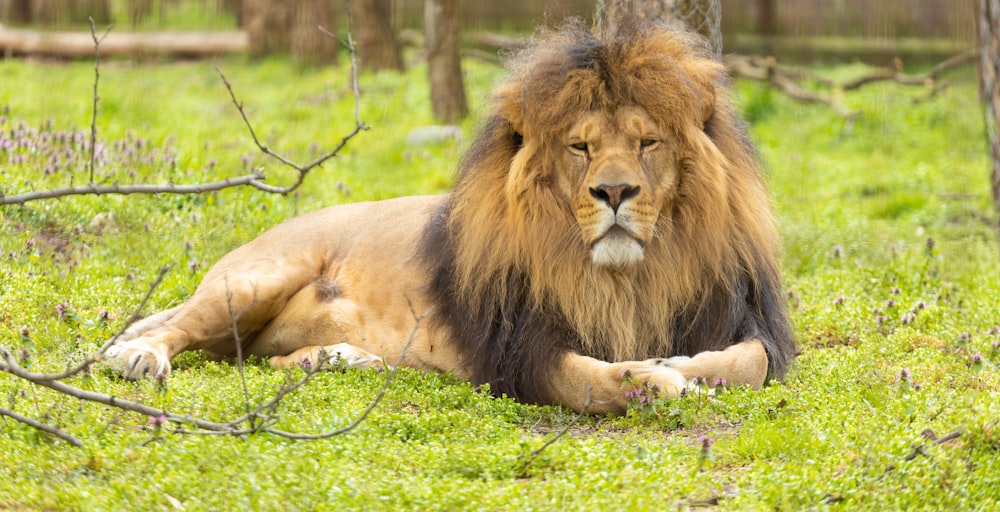 a lion laying in the grass near a tree