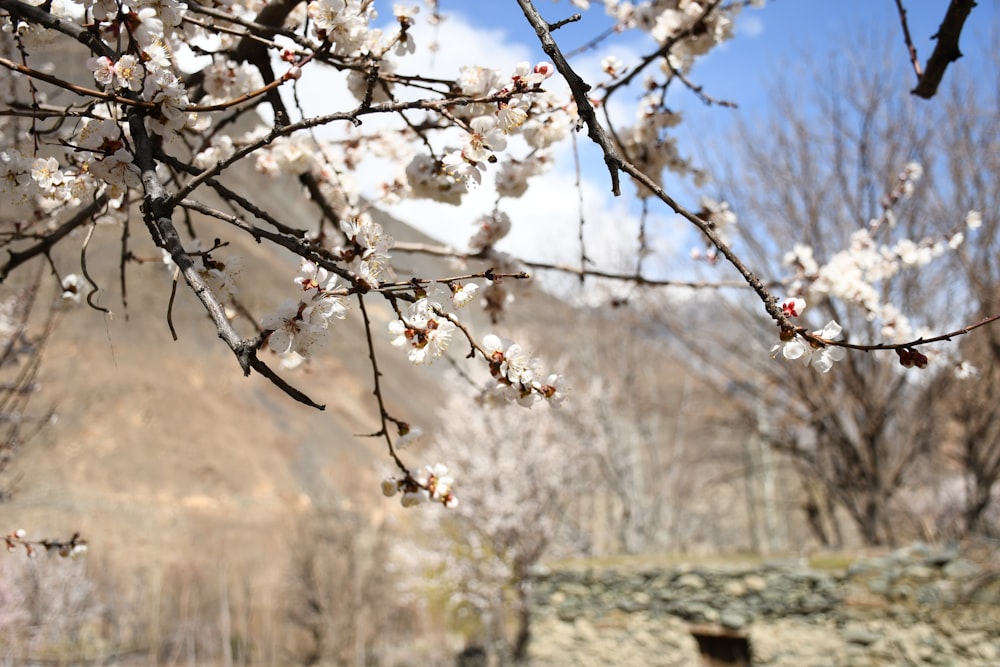 a tree with white flowers in front of a mountain