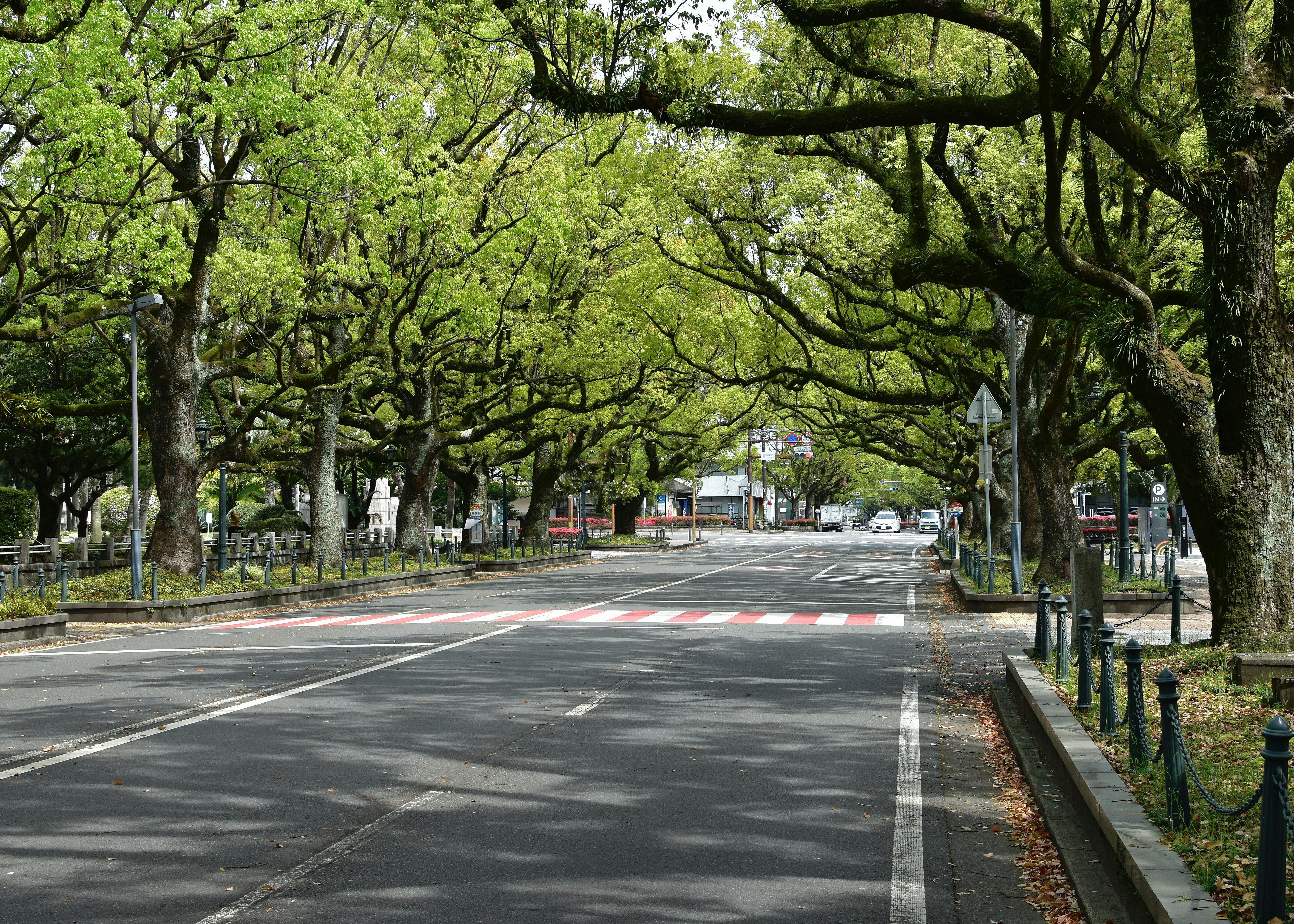 a street lined with lots of trees next to a fence