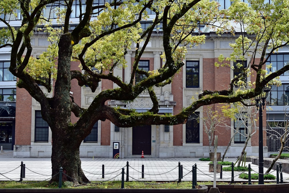 a large tree in front of a building