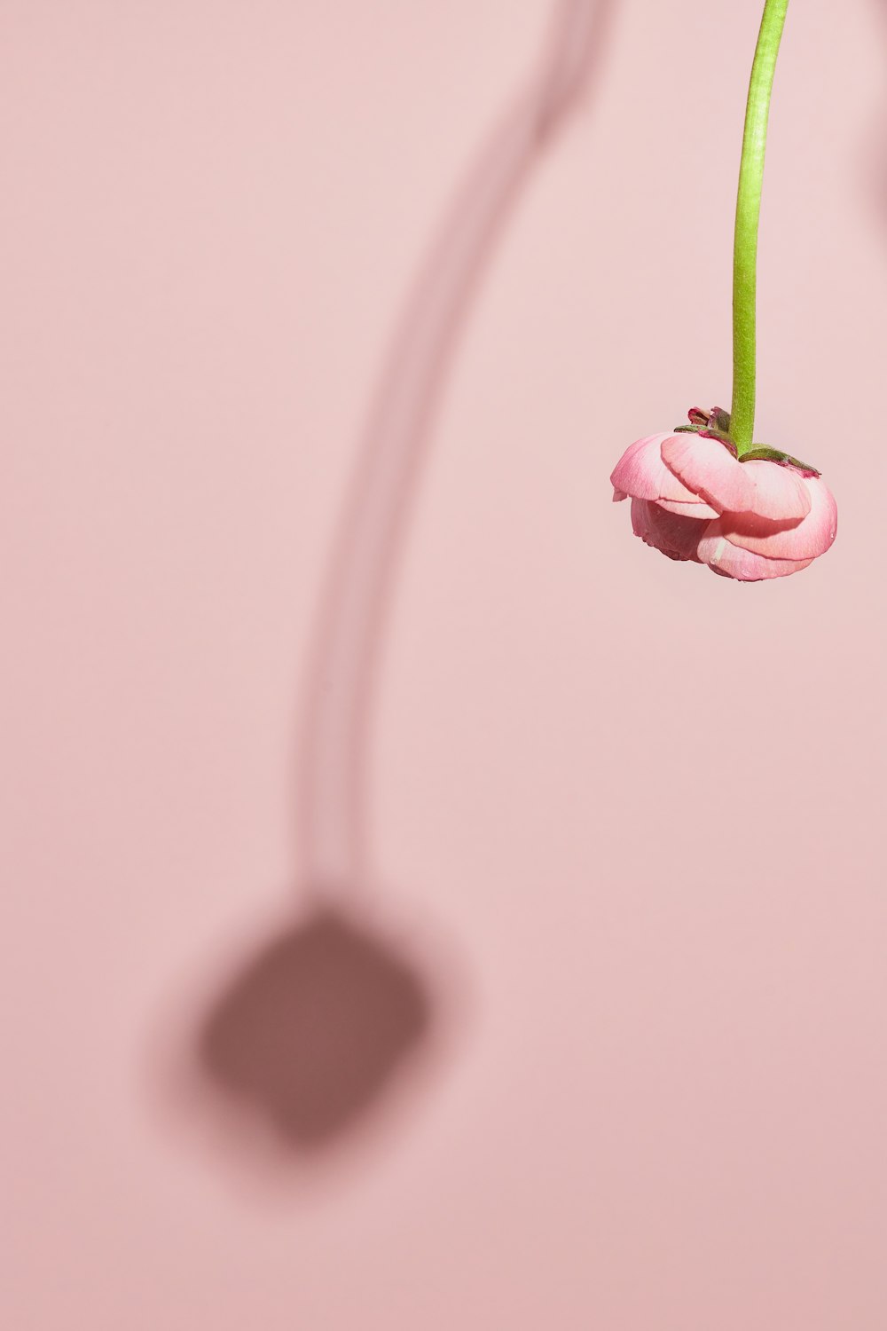 a pink flower with a green stem on a pink background