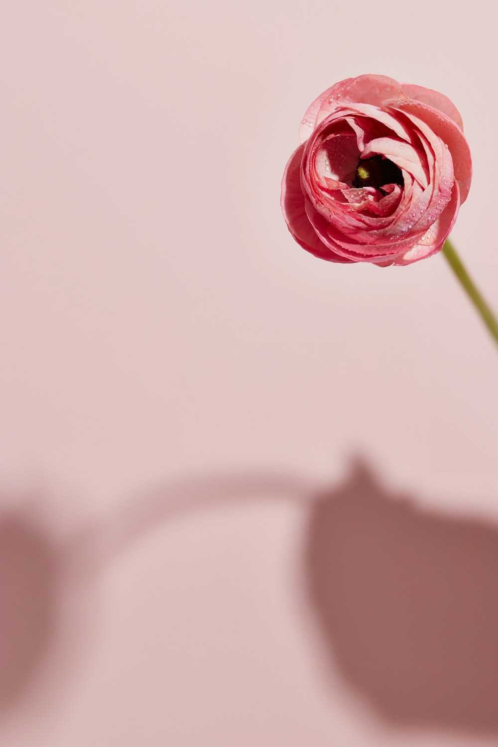 a single pink flower in a vase on a pink background