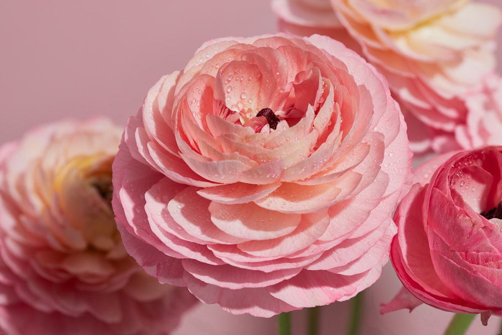 a bunch of pink flowers with water droplets on them