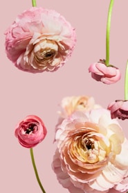 a group of pink flowers on a pink background