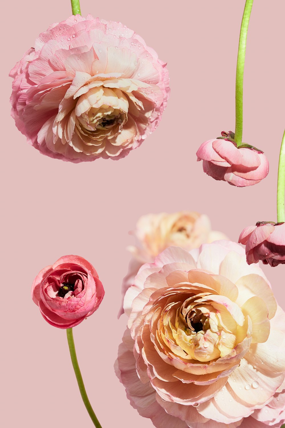 a group of pink flowers on a pink background