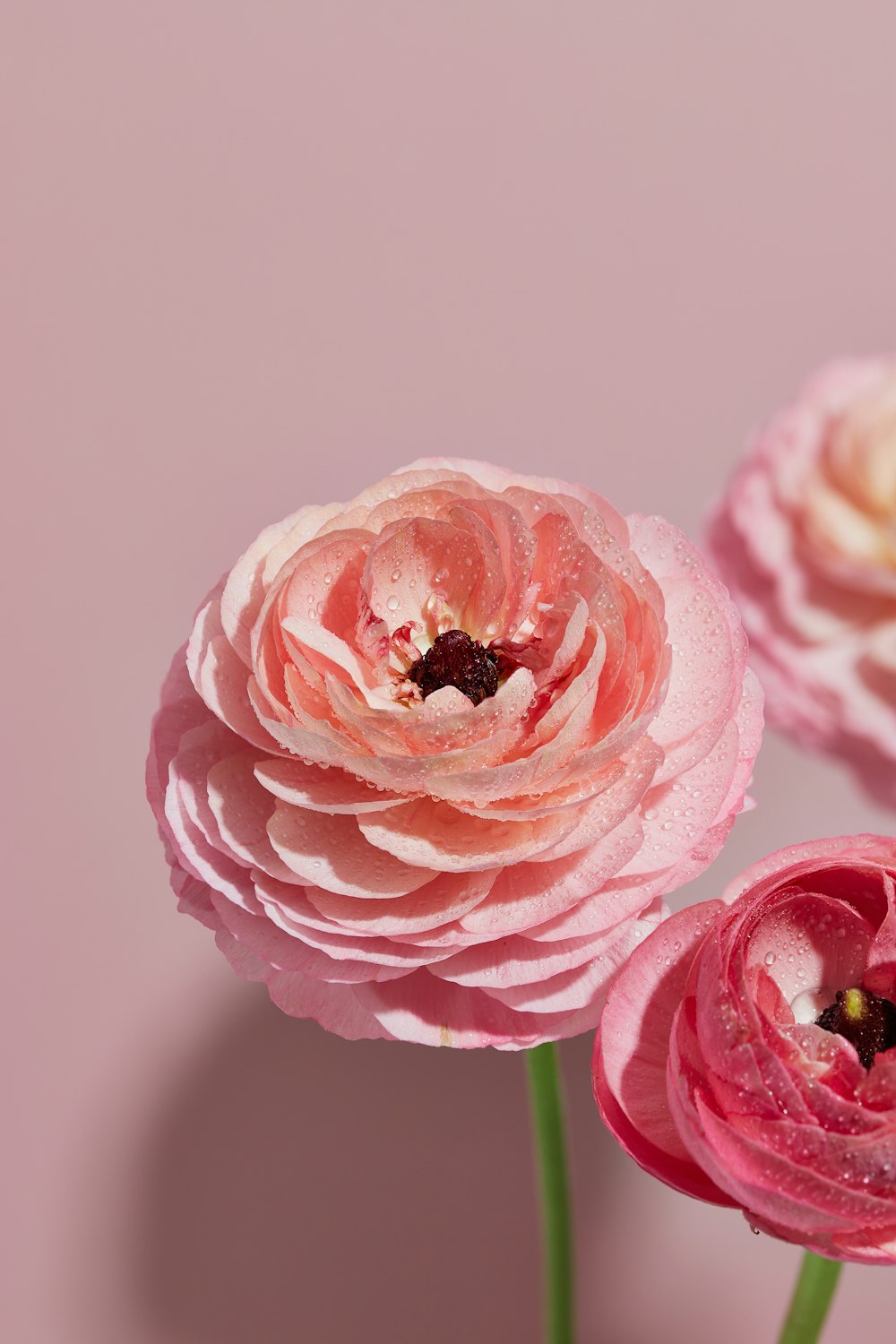 three pink flowers with water droplets on them