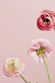 three pink flowers in a vase on a pink background