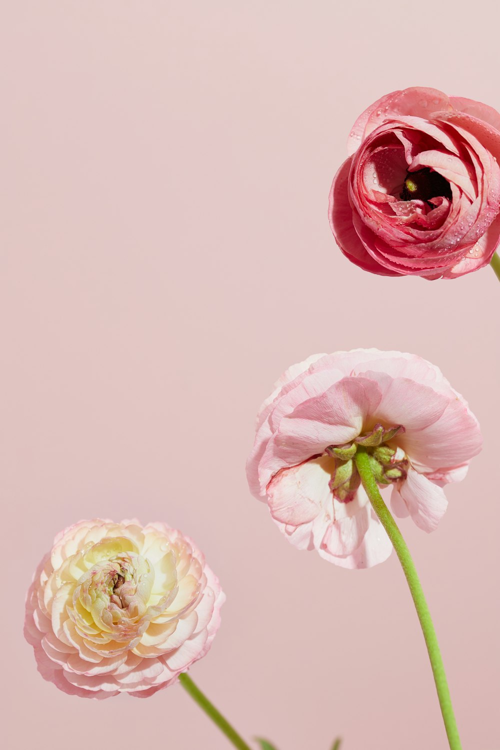three pink flowers in a vase on a pink background