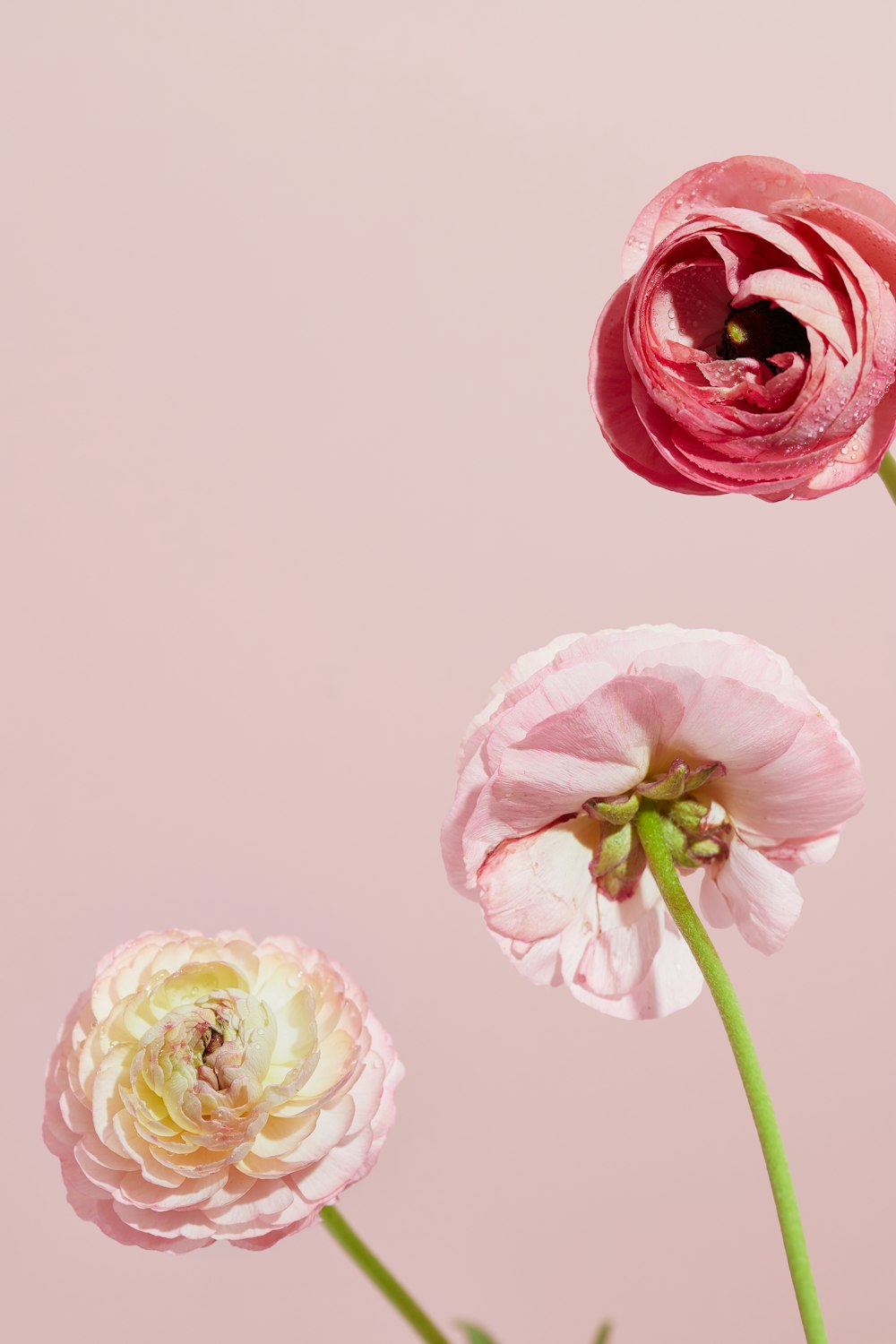 tre fiori rosa in un vaso su sfondo rosa