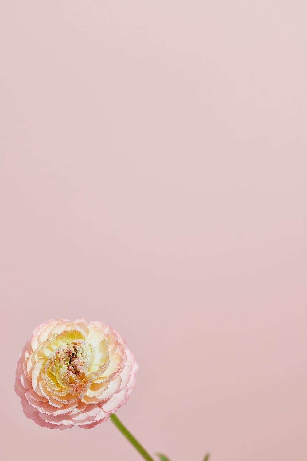 a single pink flower on a pink background