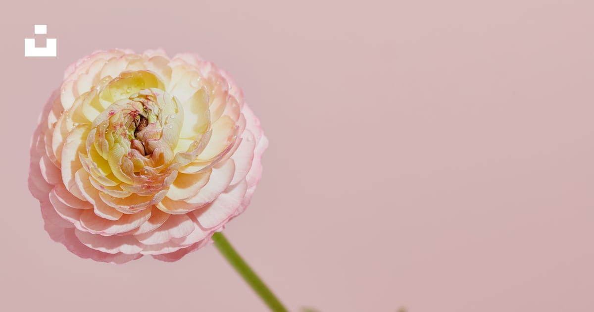 A single pink flower on a pink background photo – Free Brown Image on ...