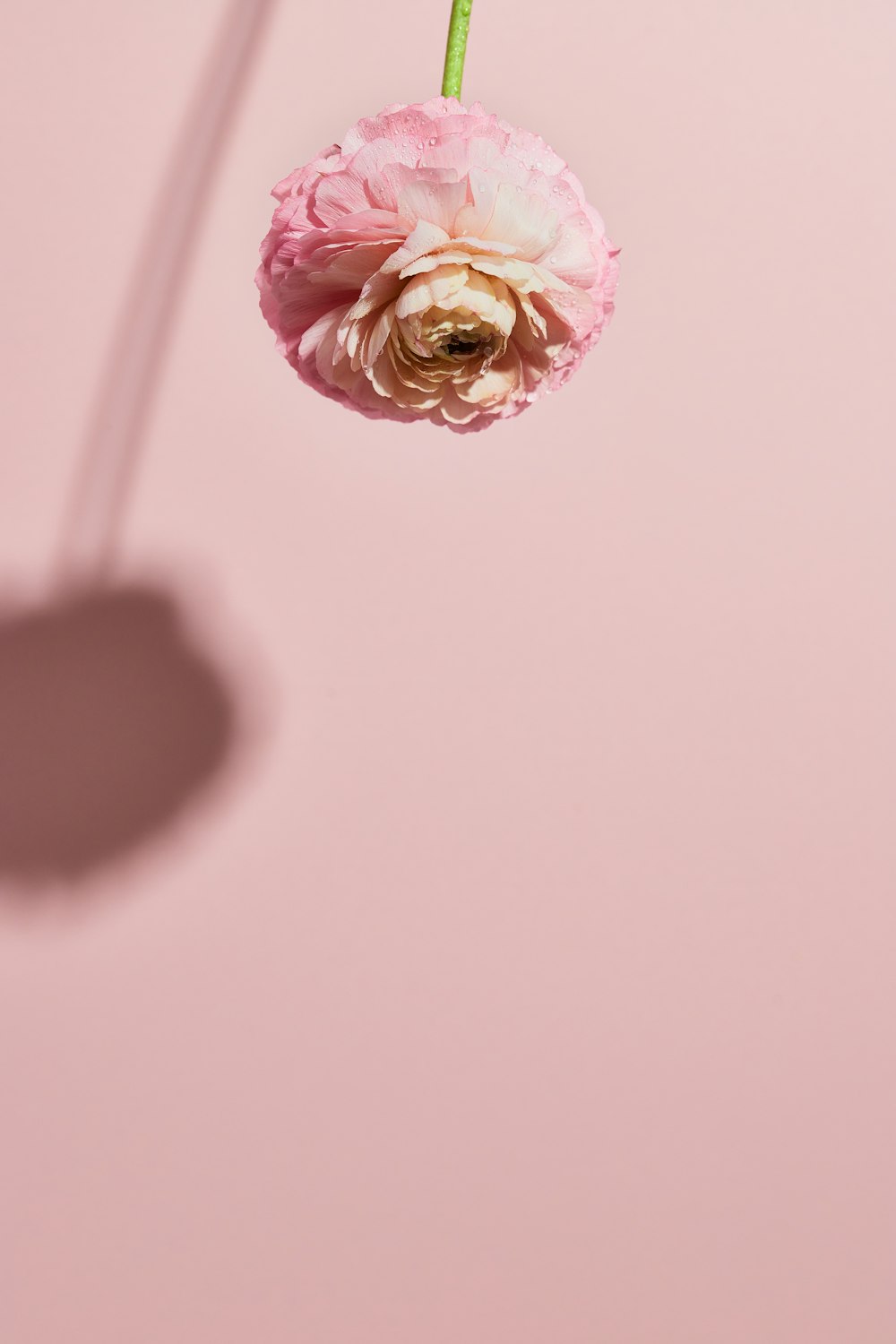 a pink flower with a green stem hanging from it