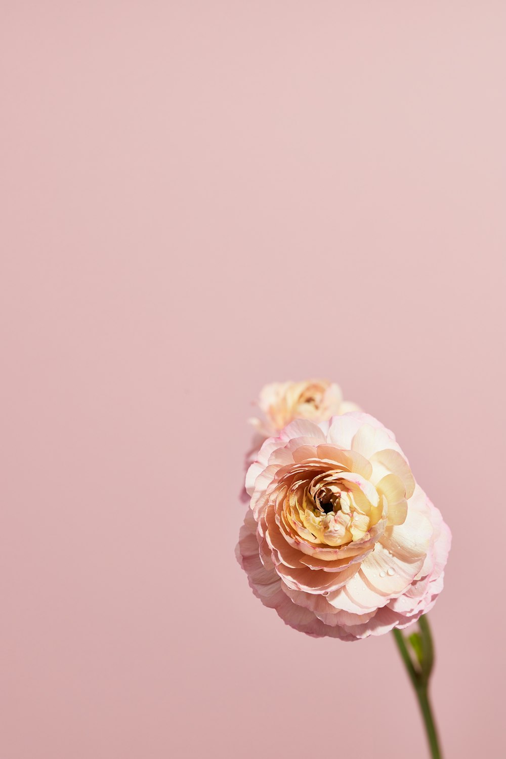 a single pink flower is in a vase