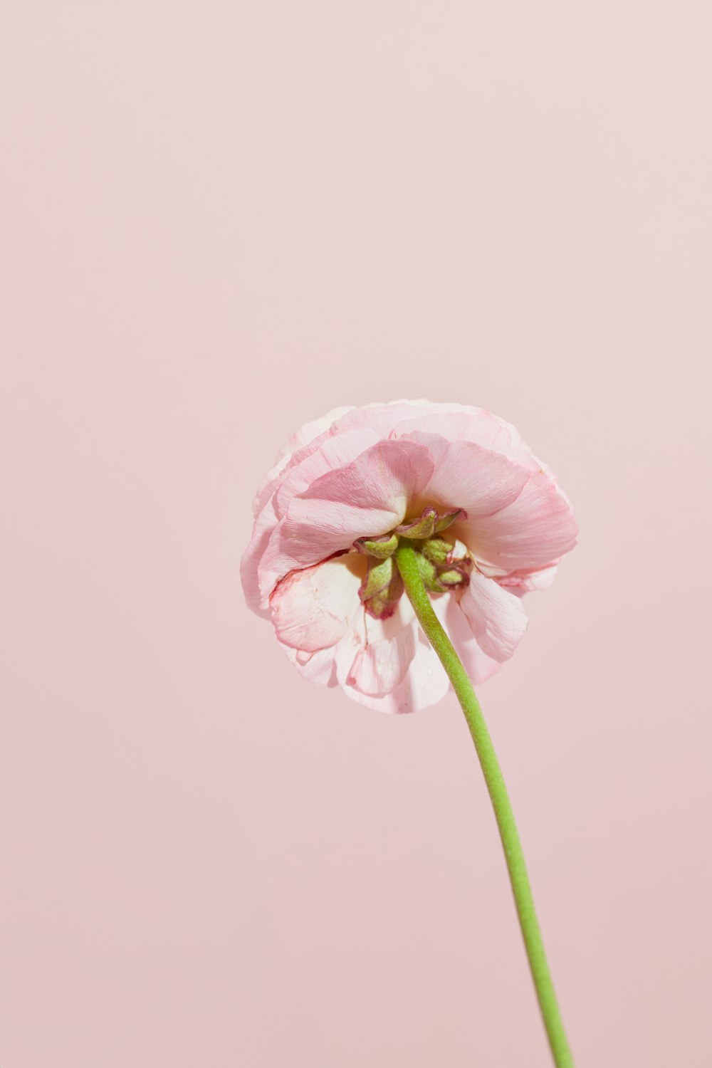 a single pink flower with a pink background