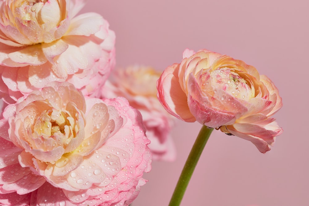 pink flowers with water droplets on them on a pink background