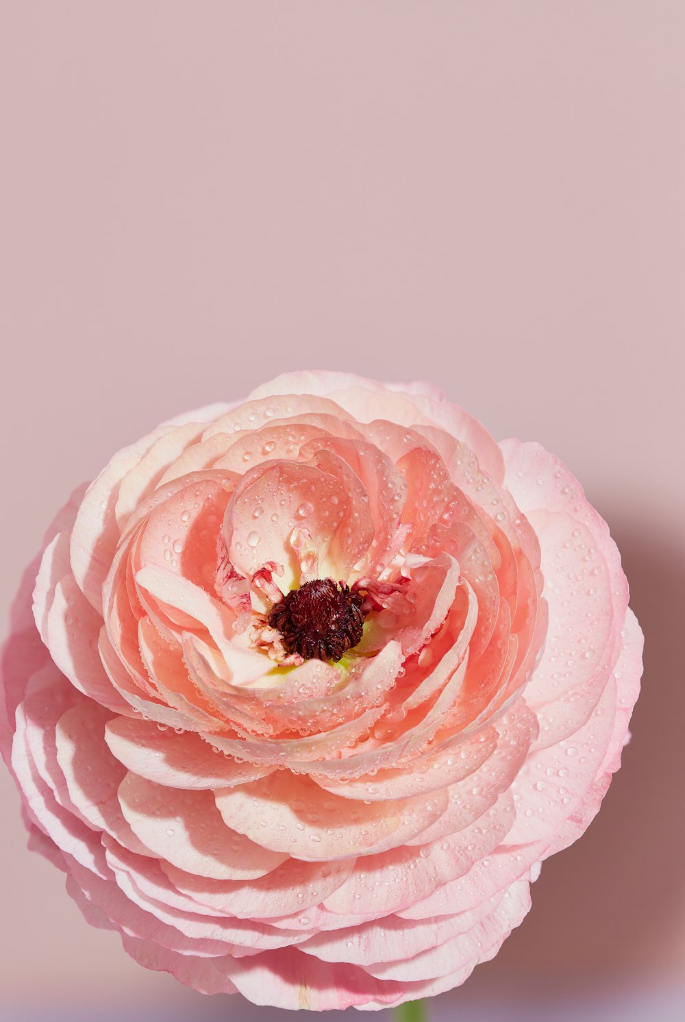 eine rosafarbene Blume mit Wassertropfen darauf