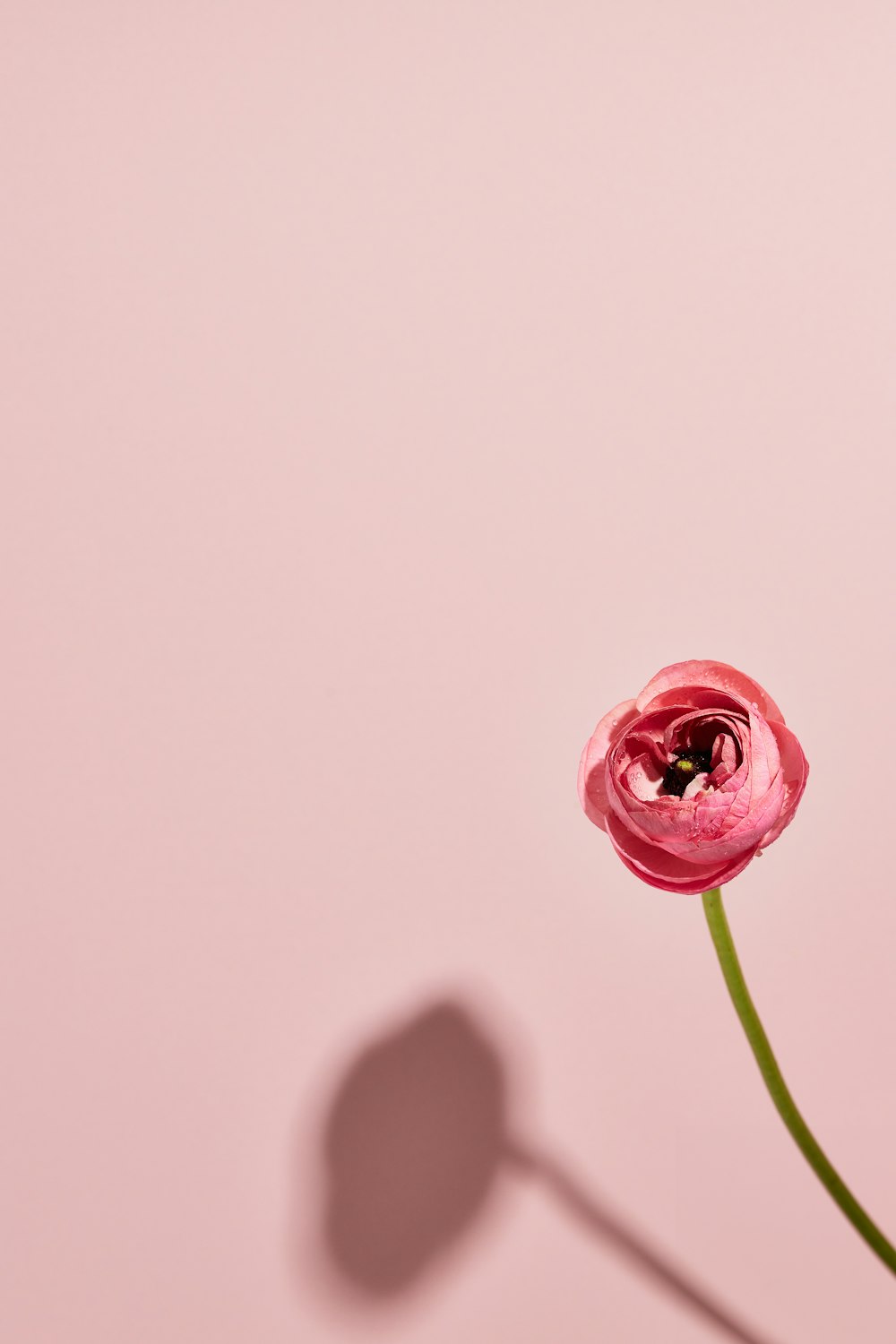 a single pink flower with a shadow on a pink background