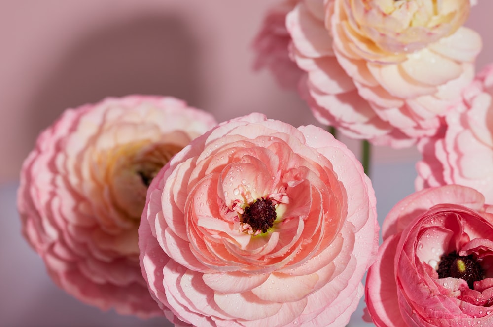 a group of pink flowers sitting on top of a table