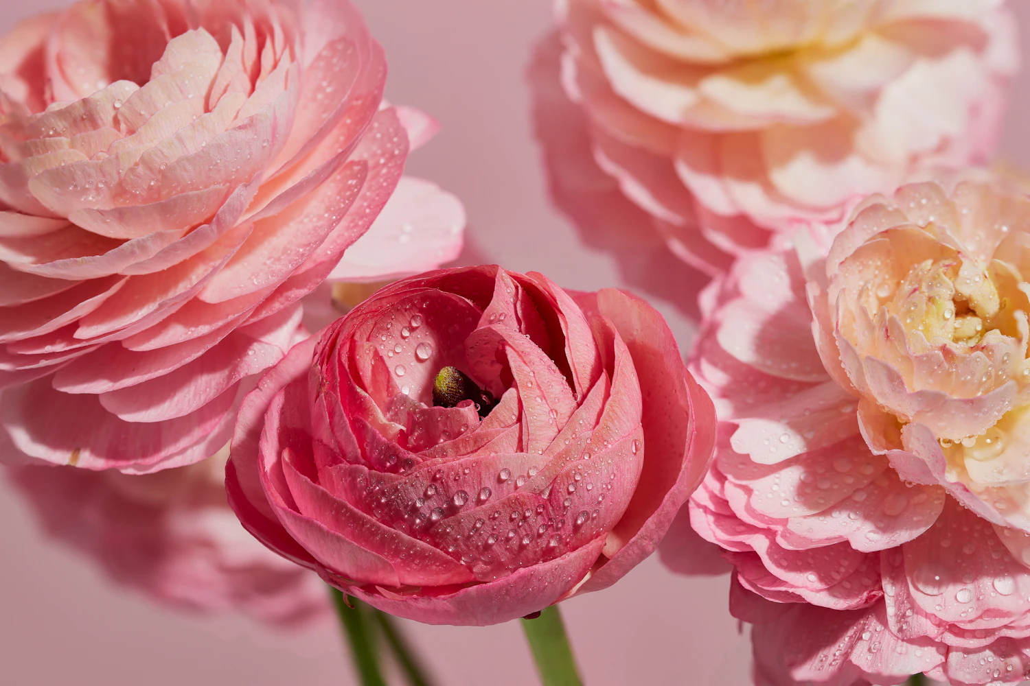 Three pink ranunculus heads still carrying water droplets