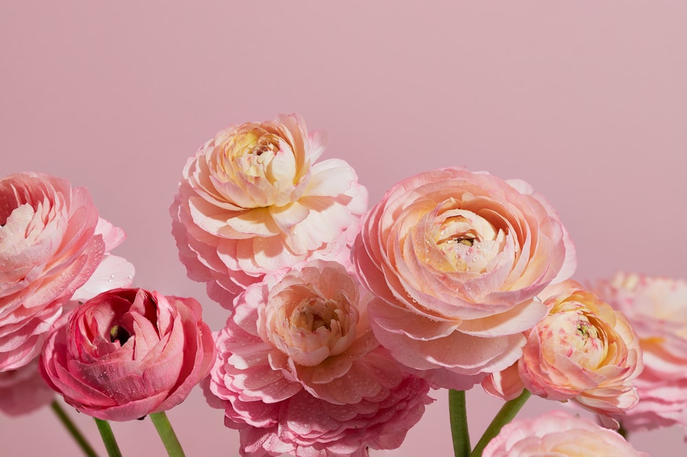 a bunch of pink flowers sitting in a vase