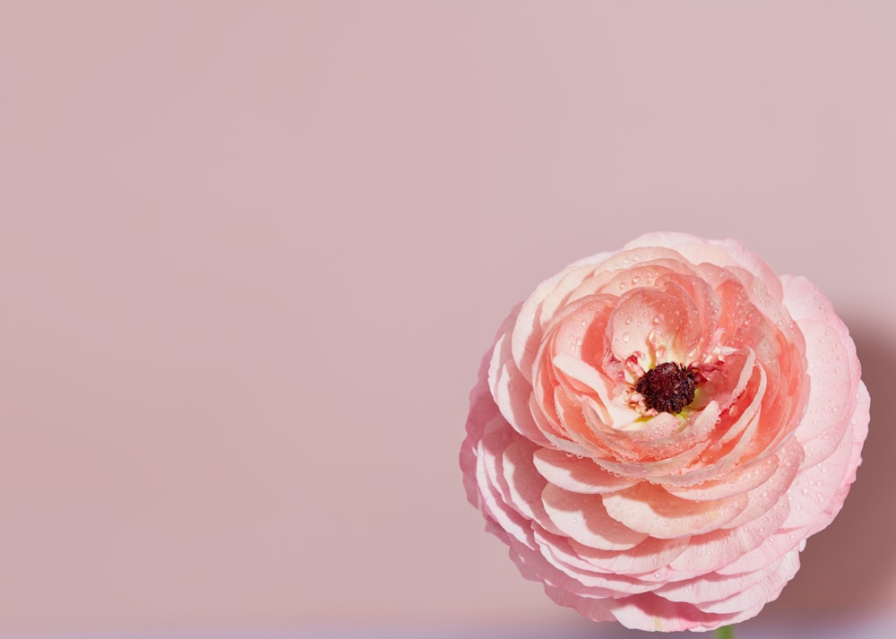 a single pink flower on a pink background