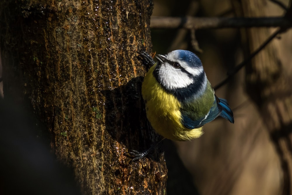 a blue and yellow bird perched on a tree