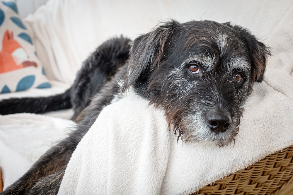 a black and white dog laying on top of a bed