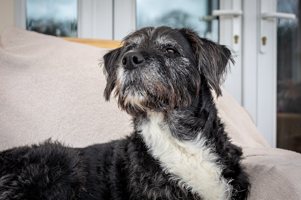 a black and white dog laying on a couch