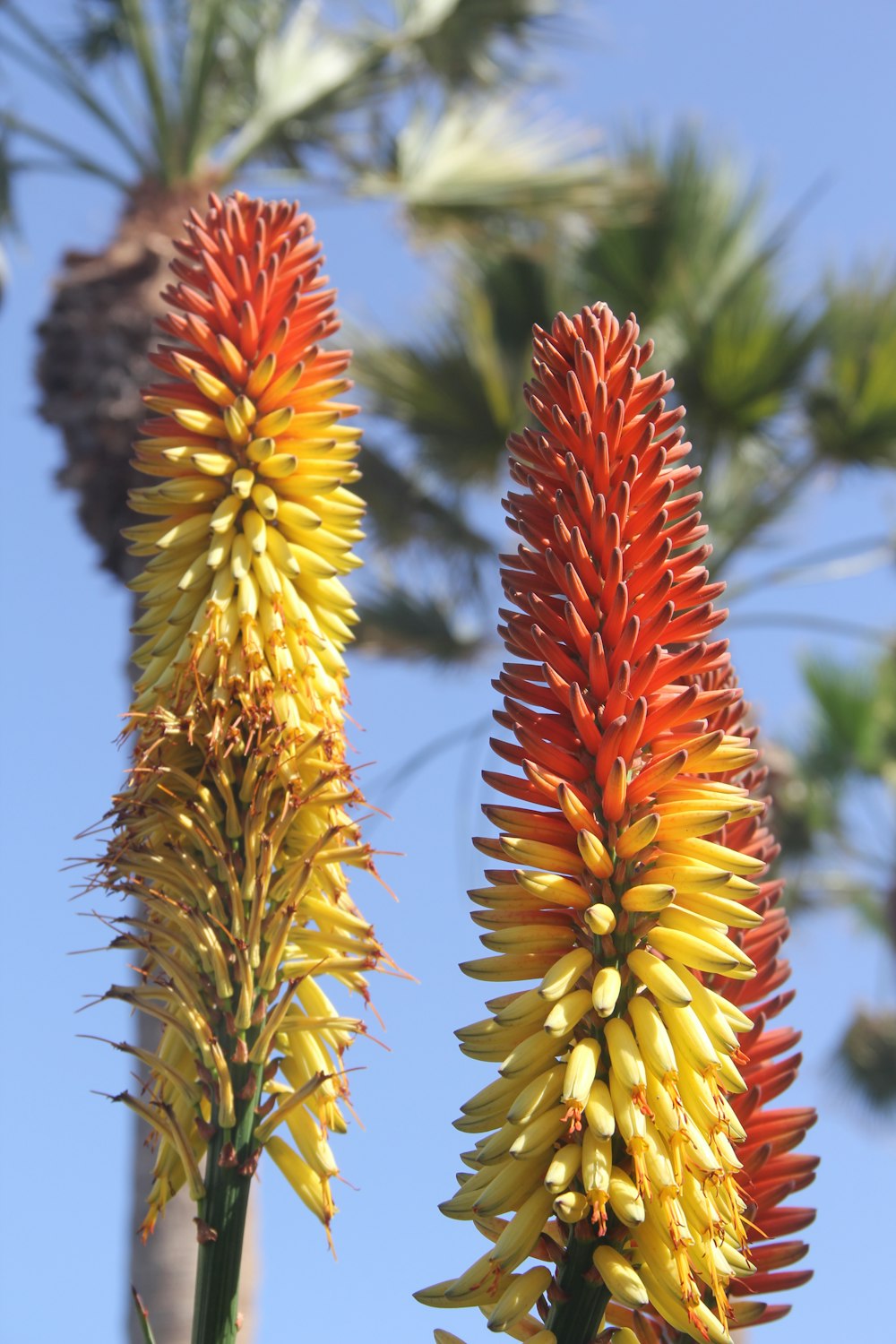 a close up of some very pretty flowers