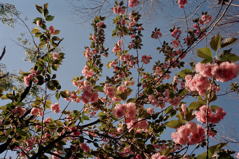 Des fleurs roses s’épanouissent sur les branches d’un arbre