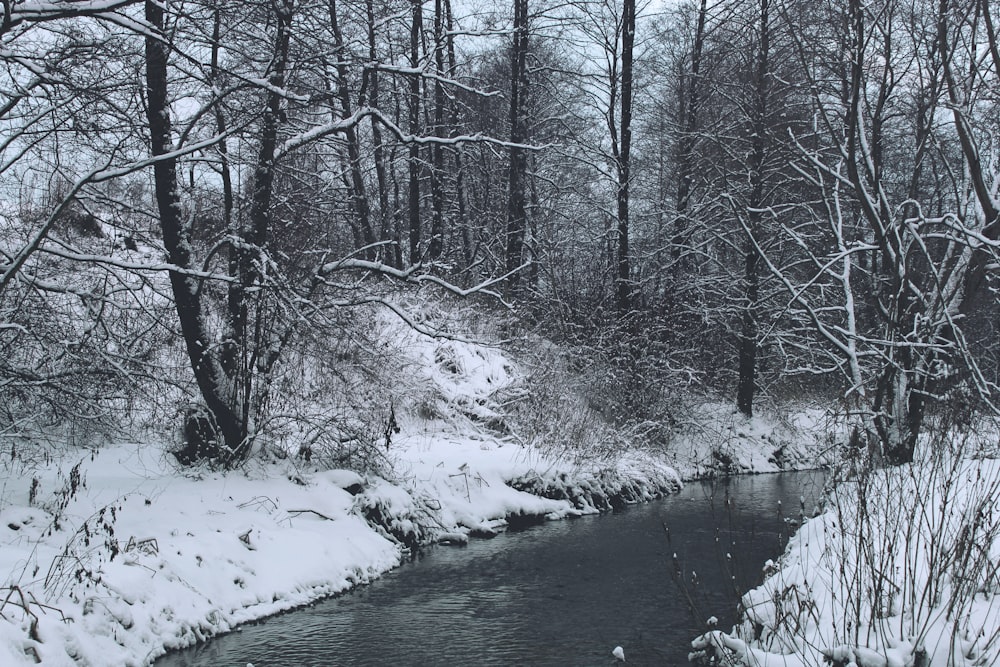 a stream running through a snow covered forest