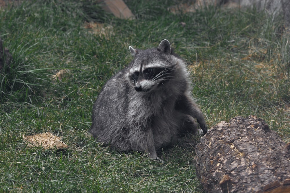 a raccoon sitting in the grass next to a log