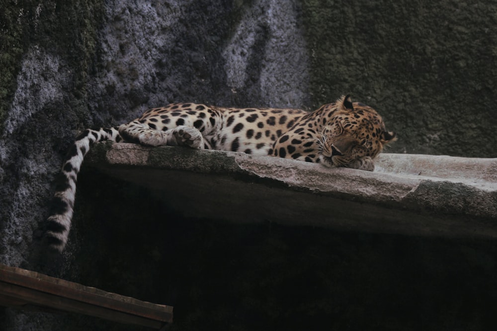 a leopard laying on a ledge next to a waterfall