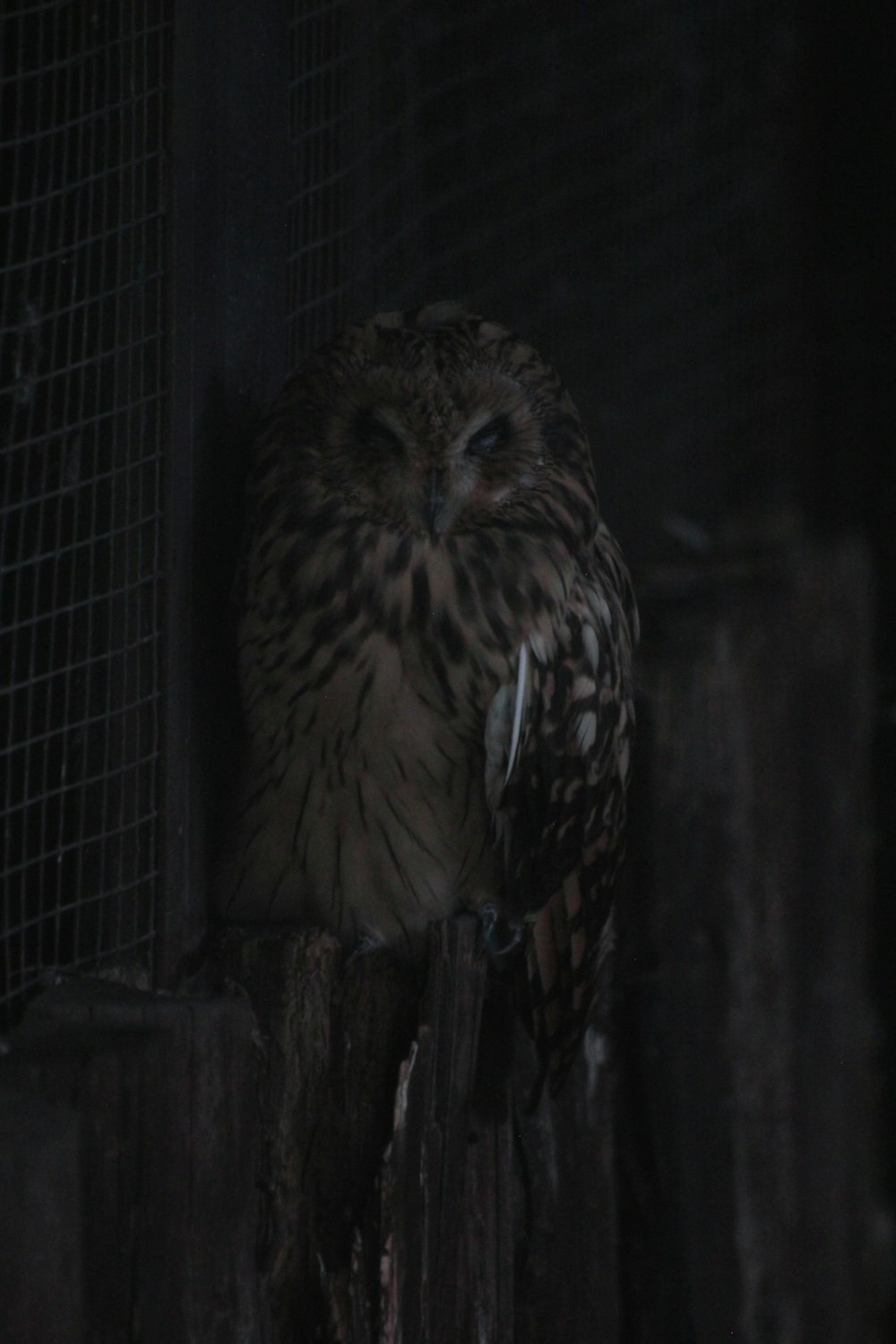 an owl sitting on a wooden post in the dark