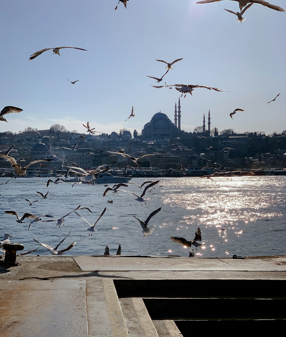 a flock of birds flying over a body of water